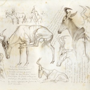 Wildlife Artist Marcello Pettineo - Hartebeest Lelwel