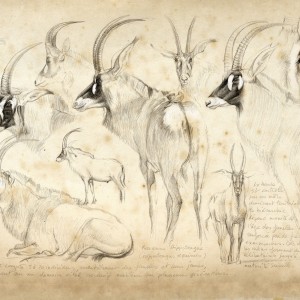 Wildlife Artist Marcello Pettineo - Roan Antelope