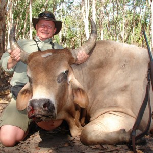 Wild Oxen, Arnhemland, Australia.