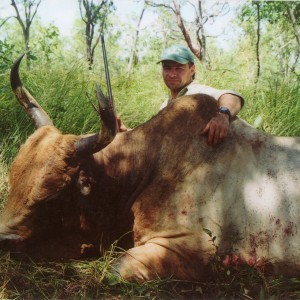 Wild Oxen, Arnhemland, Australia.