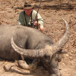 Asiatic buffalo bull, Arnhemland, Australia