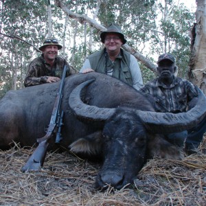 Asiatic buffalo bull, Arnhemland, Australia