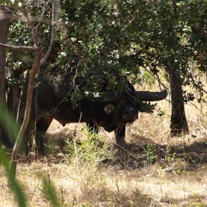 Asiatic buffalo bull, Arnhemland, Australia