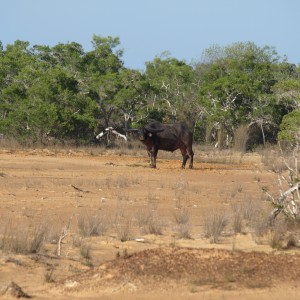 Asiatic buffalo bull, Arnhemland, Australia