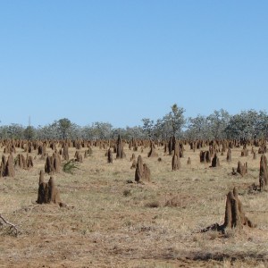 Arnhemland scenery & wildlife.