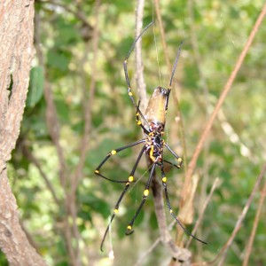 Arnhemland scenery & wildlife.