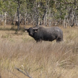 Arnhemland scenery & wildlife.