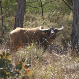 Arnhemland scenery & wildlife.