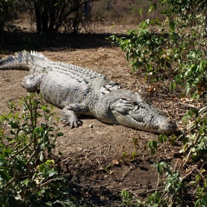 Arnhemland scenery & wildlife.