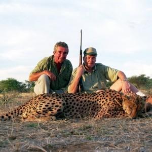 Cheetah Hunted in Namibia