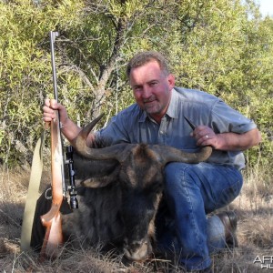 Blue Wildebeest - Bushwack Safaris