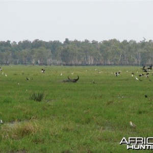 Arnhemland scenery & wildlife.