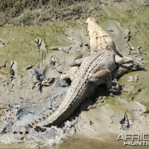 Croc Arnhemland, Australia