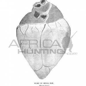 Vital Organs Impala Heart