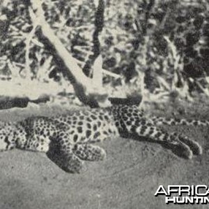 Man-Eating Leopard