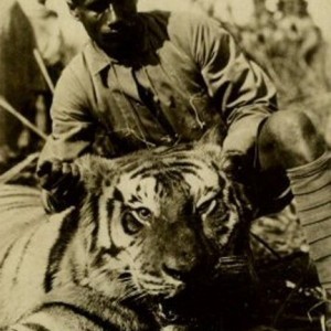 Chowgarh Man-eater Tiger
