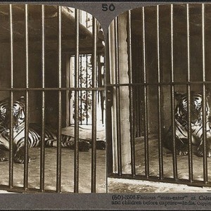 Man-eater Tiger Calcutta 1903