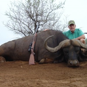 Cape Buffalo hunted in South Africa