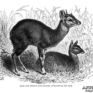 The Four-horned Antelope, Chousingha, from India