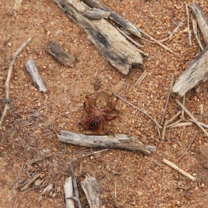 Spider, Namibia