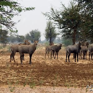 Nilgai Antelopes Under The Rain In Desert. India, Rajasthan