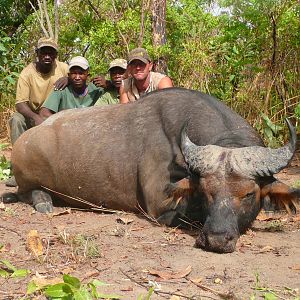 Red buffalo bull from CAR