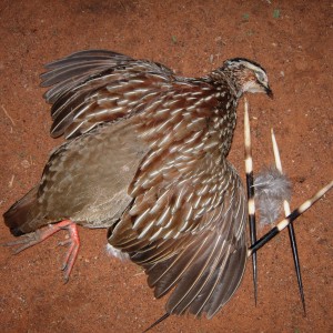 Crested Francolin