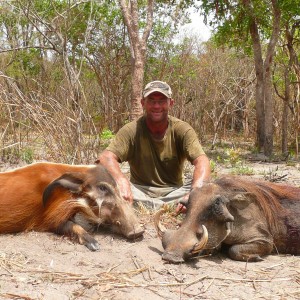 Red river hog, warthog !!!!! CAR