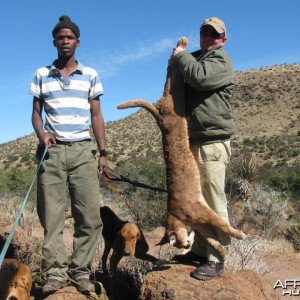 Caracal Treed by hounds.