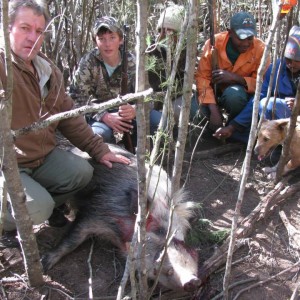 Bushpig with Hounds