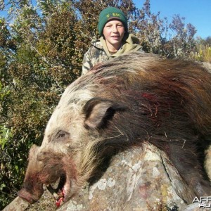 Bushpig with Hounds