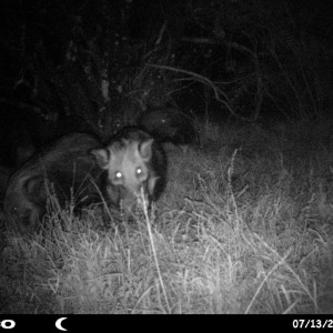 Baited bushpig in Mankazana Valley.