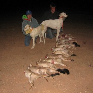 Various traditional hunting applications with dogs - coursing.
