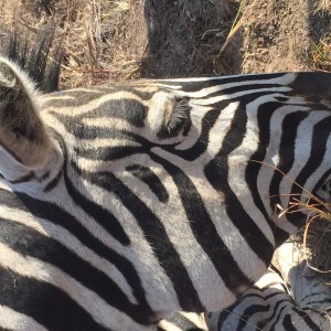 Limpopo Zebra