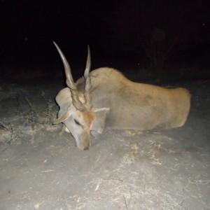 Eland