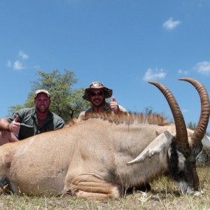 Roan Antelope