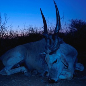 Eland Bull - Namibia