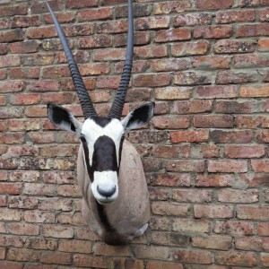 Gemsbok ( Oryx) Kalahari RSA