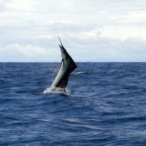 Airborn pacific sailfish - Panama