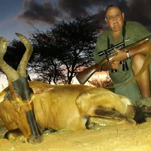 Red Hartbees - Kalahari RSA