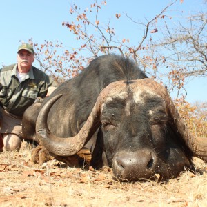 Cape Buffalo