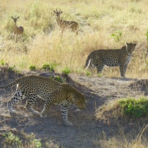 Serengeti with Wayne Williamson