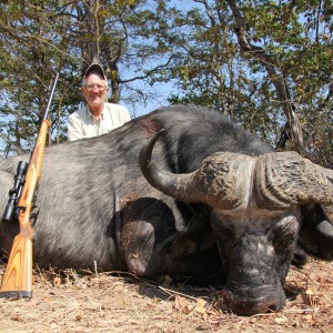 Cape Buffalo