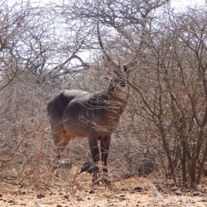 Waterbuck