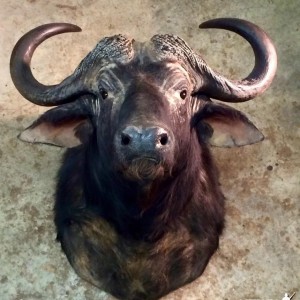 Cape Buffalo From My 2014 Safari Hunt is Finally Completed
