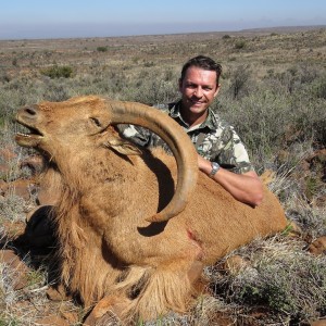 My 32" Barbary Sheep Free Range