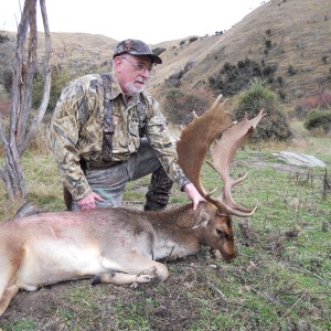 Fallow deer