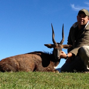 Bushbuck