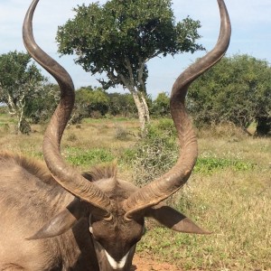 Kudu