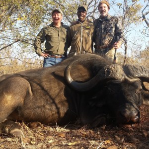 45 inch Buffalo